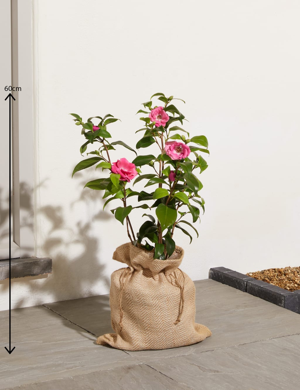 Camellia Tree 3 of 7