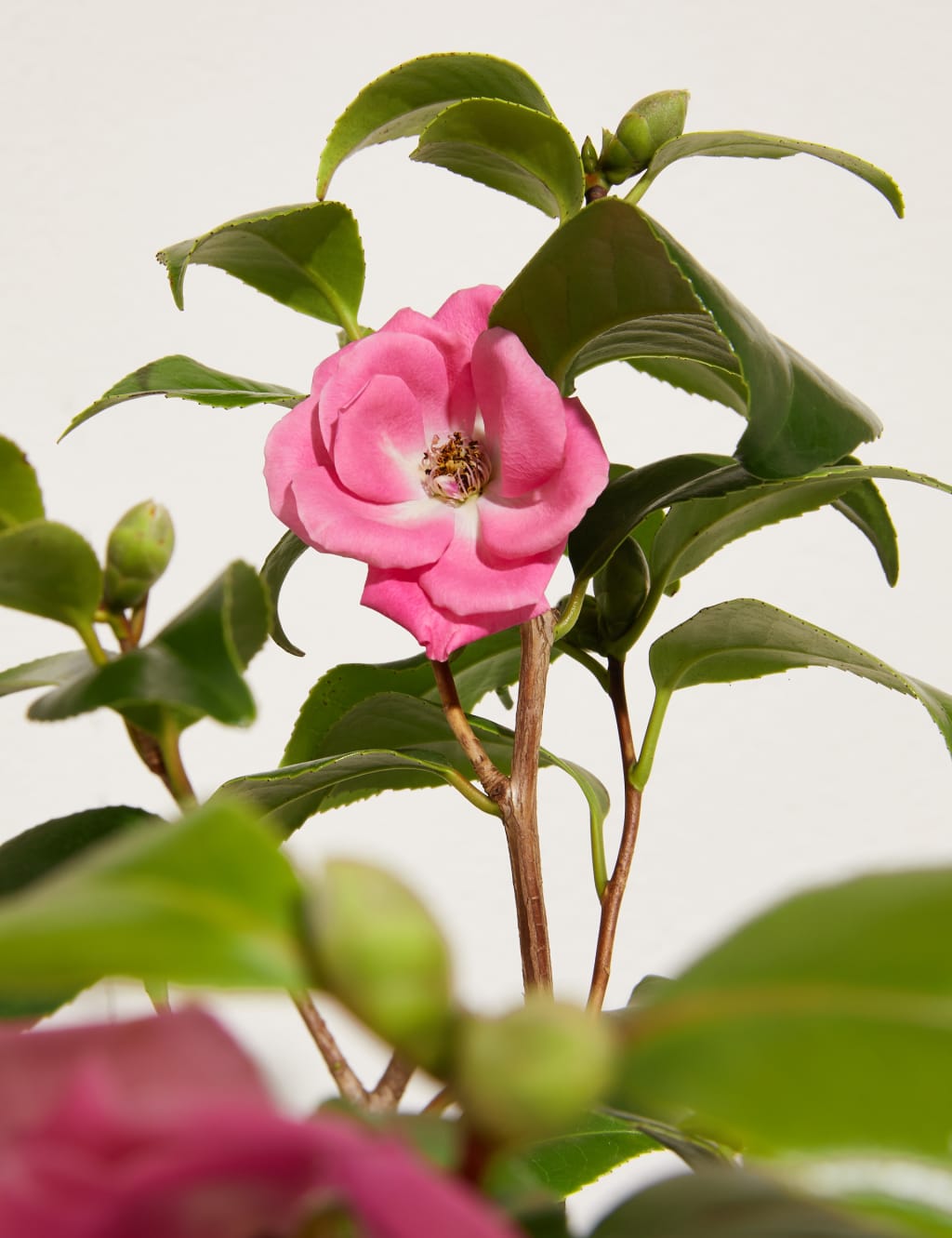 Camellia Tree 5 of 7