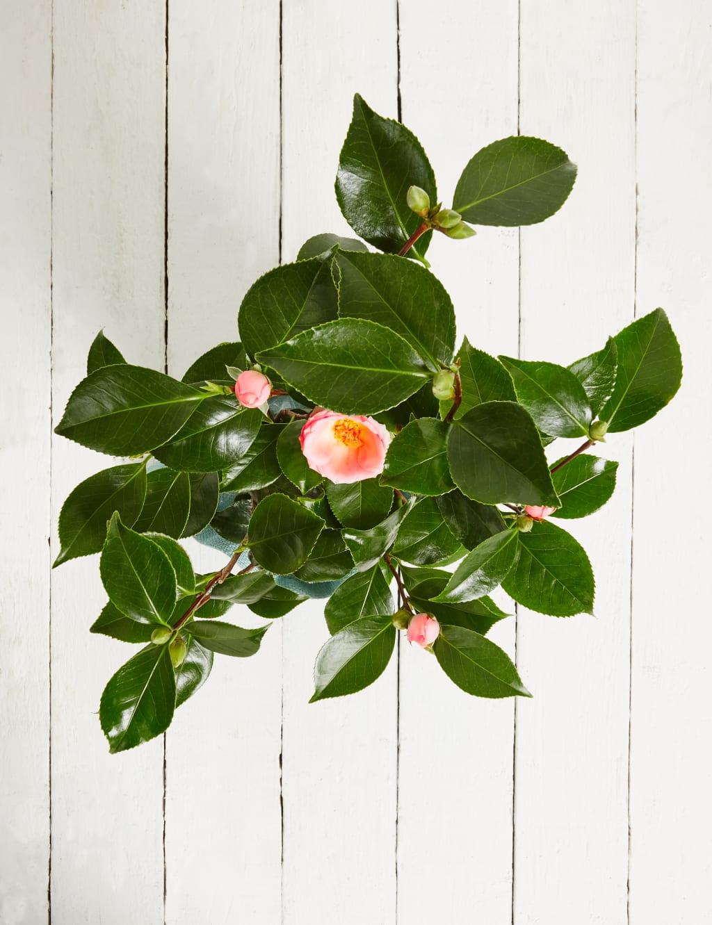 Camellia Tree 6 of 7