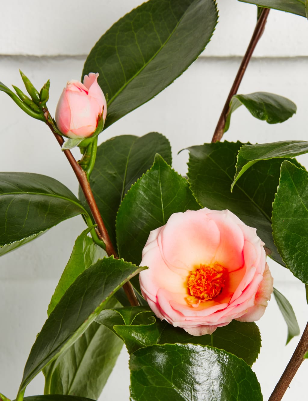 Camellia Tree 7 of 7