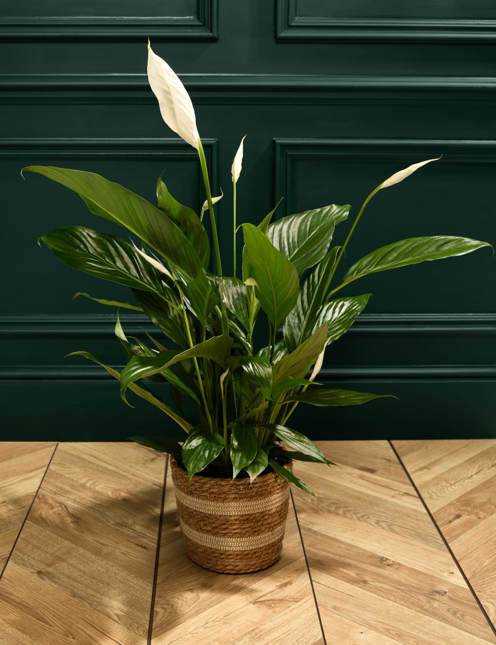 Peace Lily in Basket 1 of 3