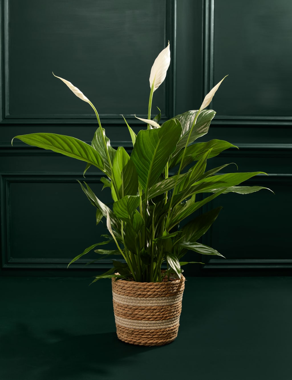 Peace Lily in Basket 3 of 3