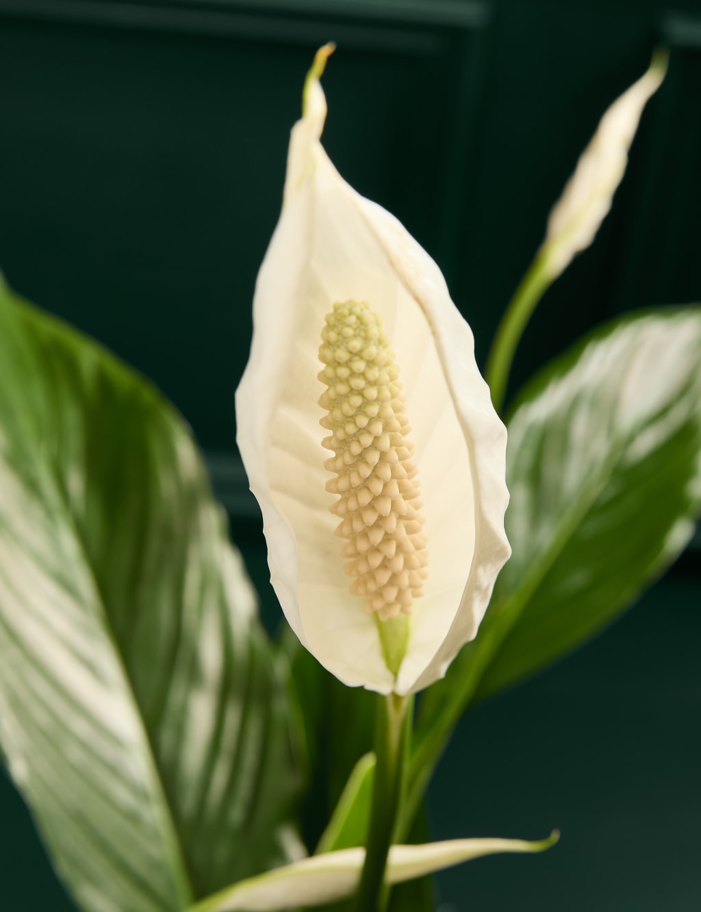 Peace Lily in Basket 2 of 3