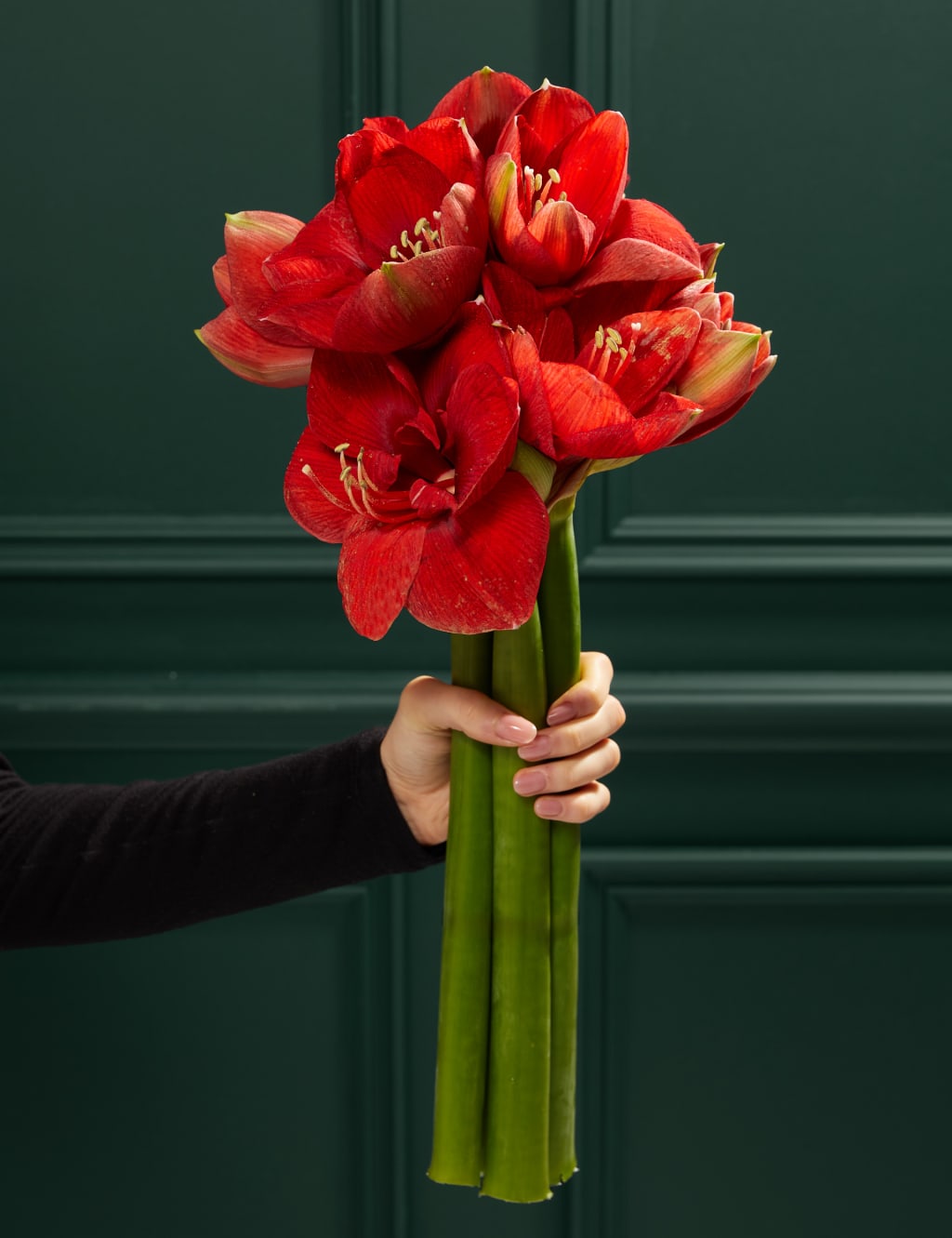 Red Amaryllis Bouquet 1 of 4
