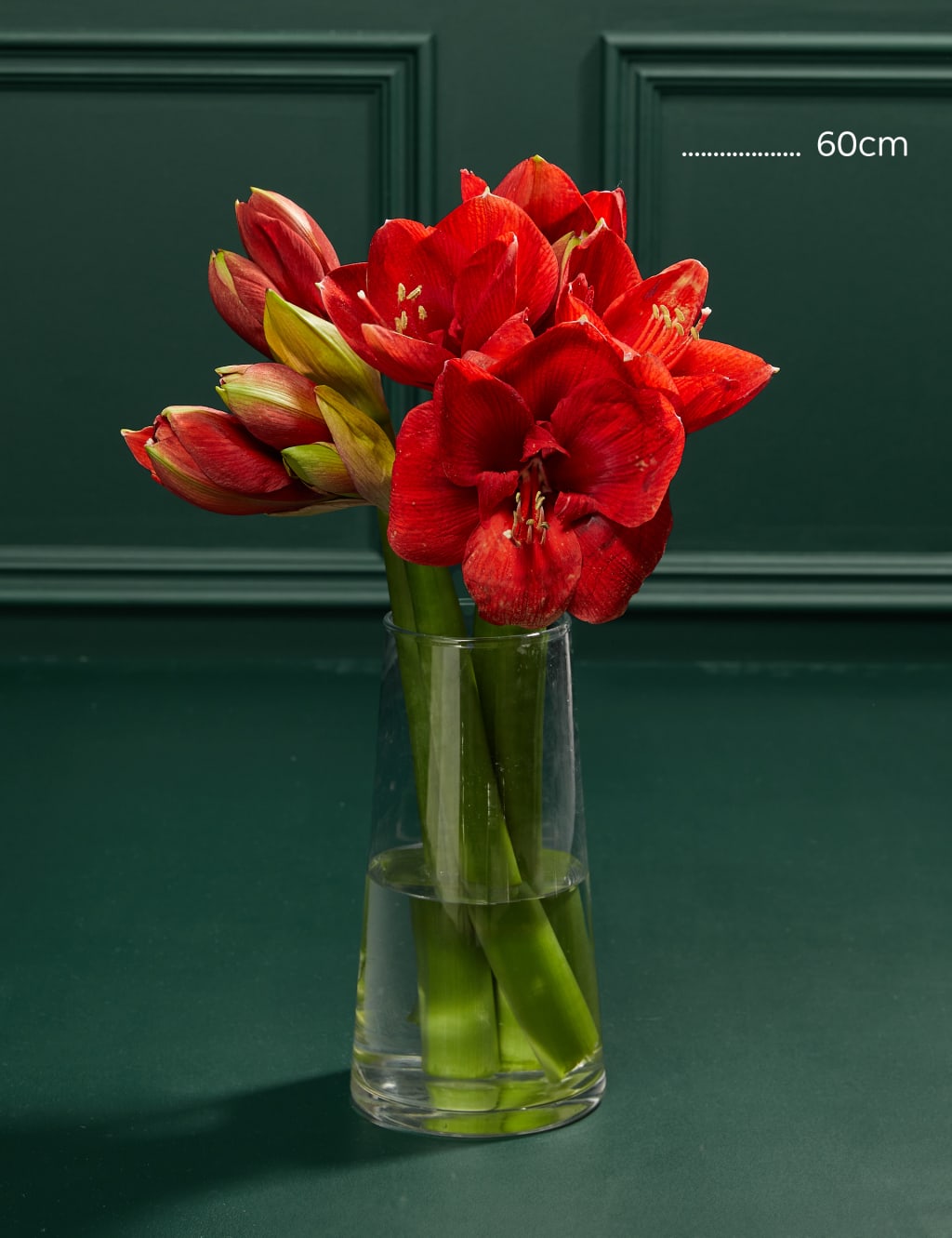 Red Amaryllis Bouquet 4 of 4