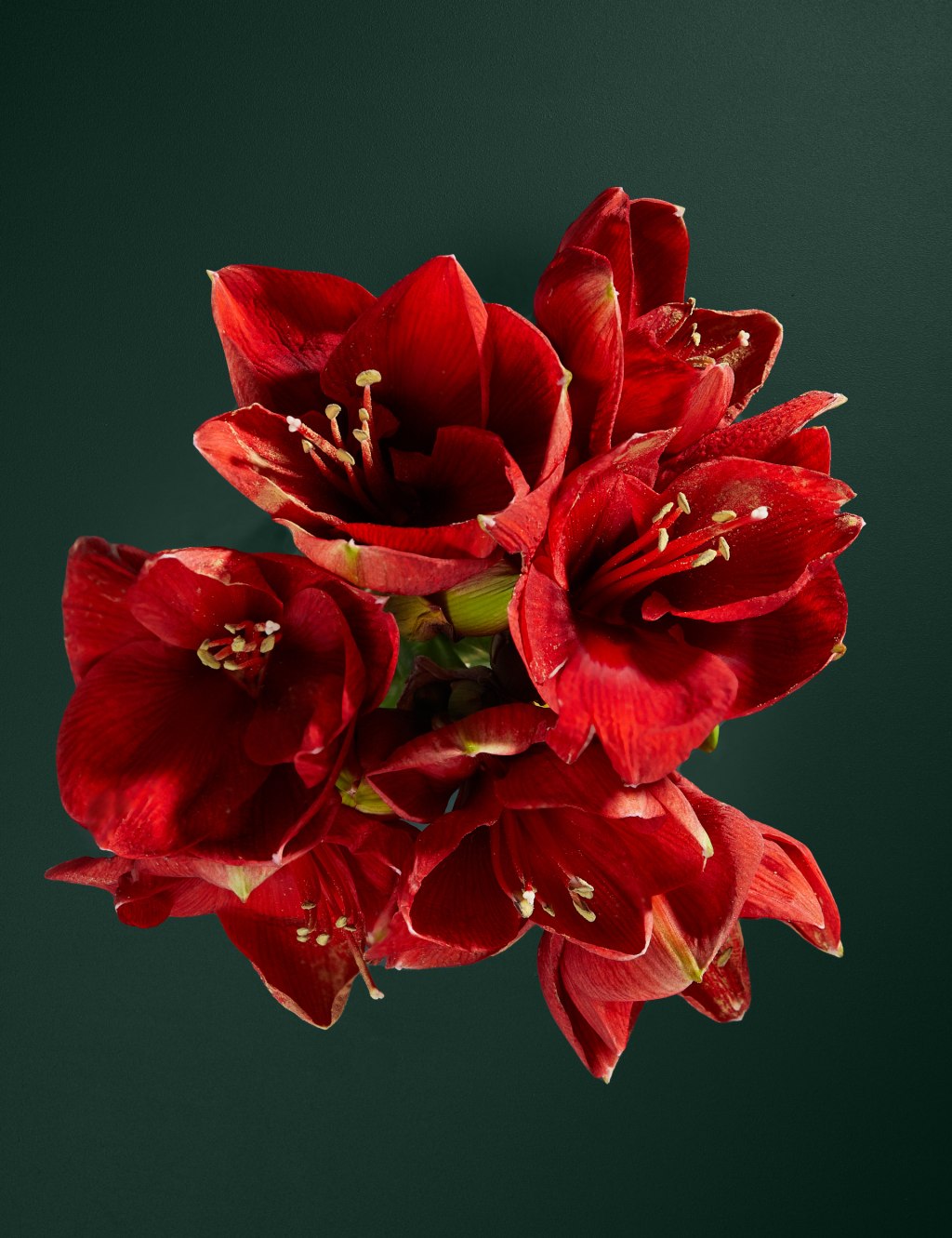 Red Amaryllis Bouquet 2 of 4