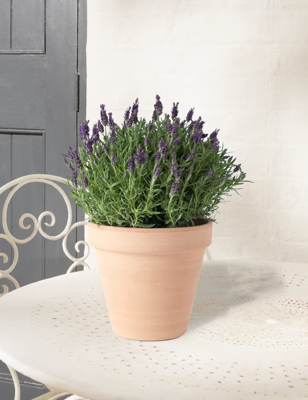 Butterfly Lavender Planter 1 of 5