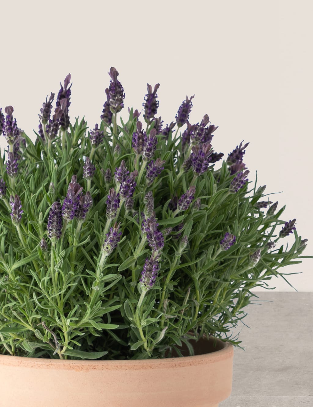 Butterfly Lavender Planter 4 of 5