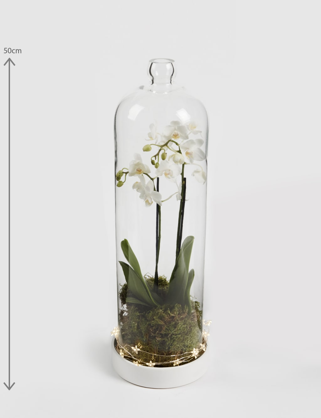 Christmas White Orchid Cloche 2 of 5
