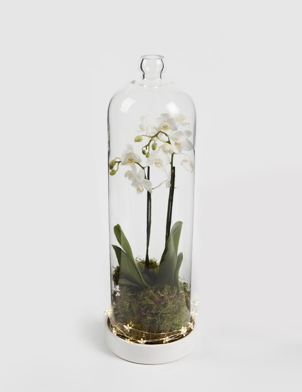 Christmas White Orchid Cloche 5 of 5