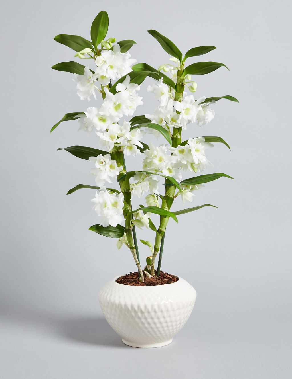 Dendrobium Orchid House Plant 1 of 7