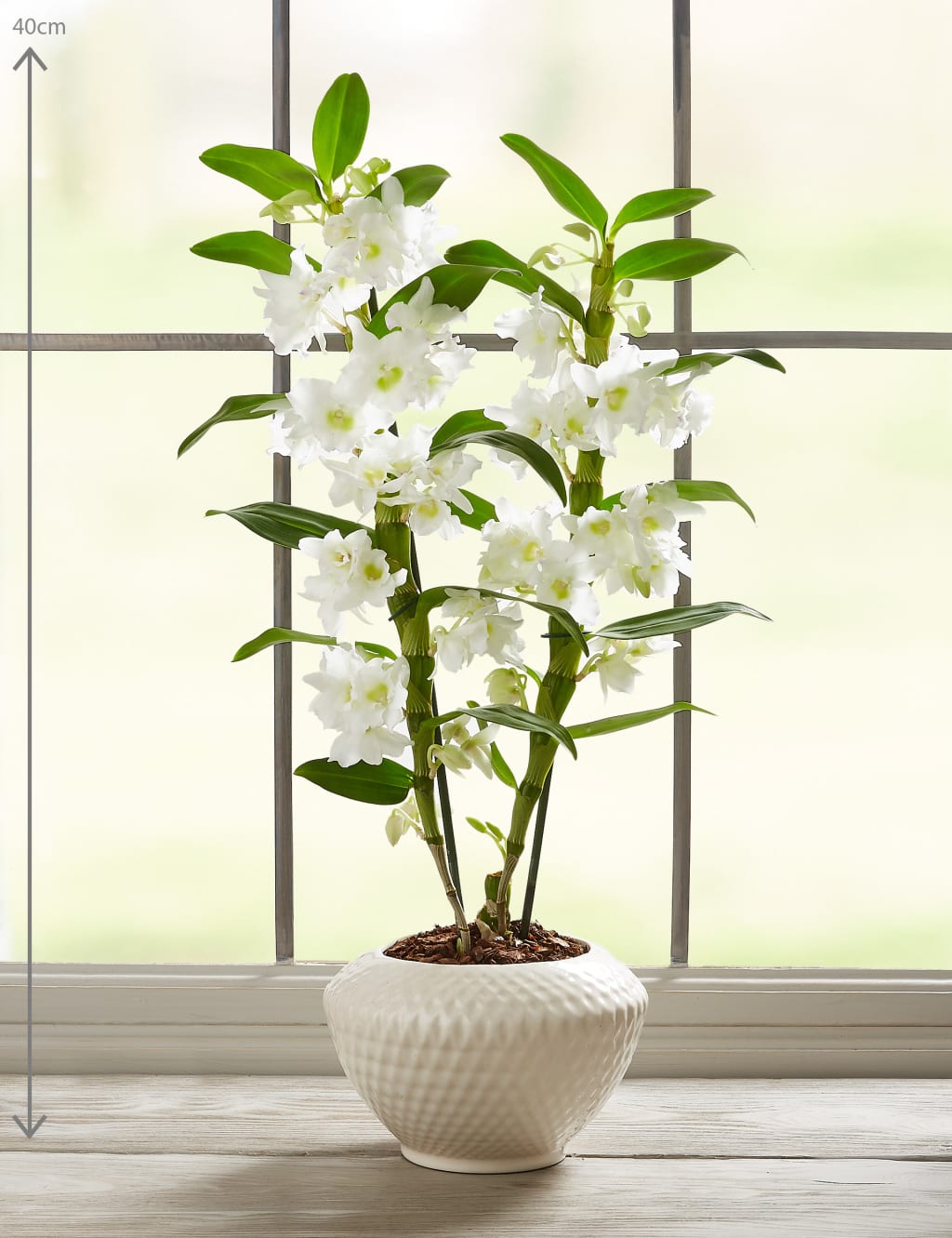 Dendrobium Orchid House Plant 3 of 7