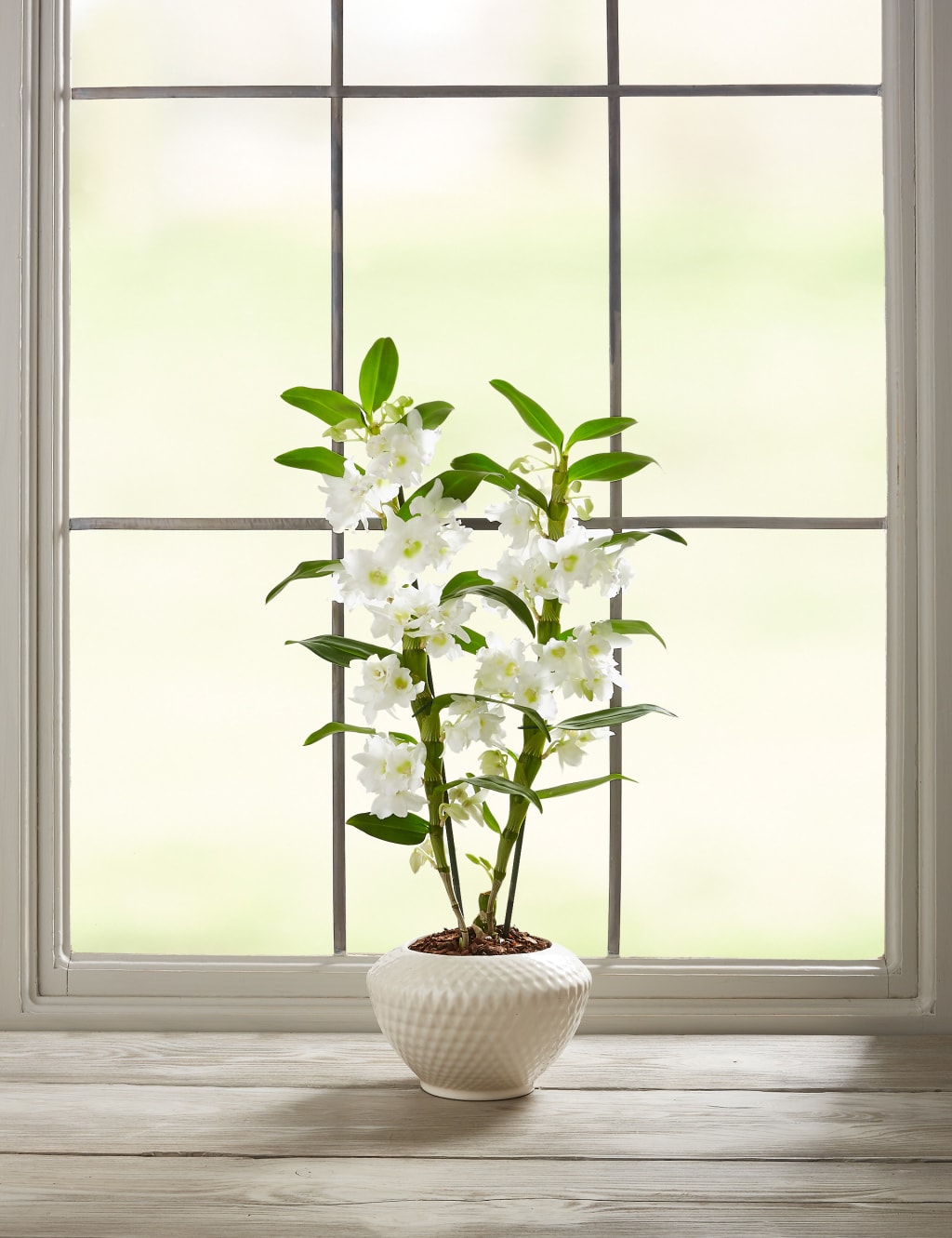 Dendrobium Orchid House Plant 4 of 7