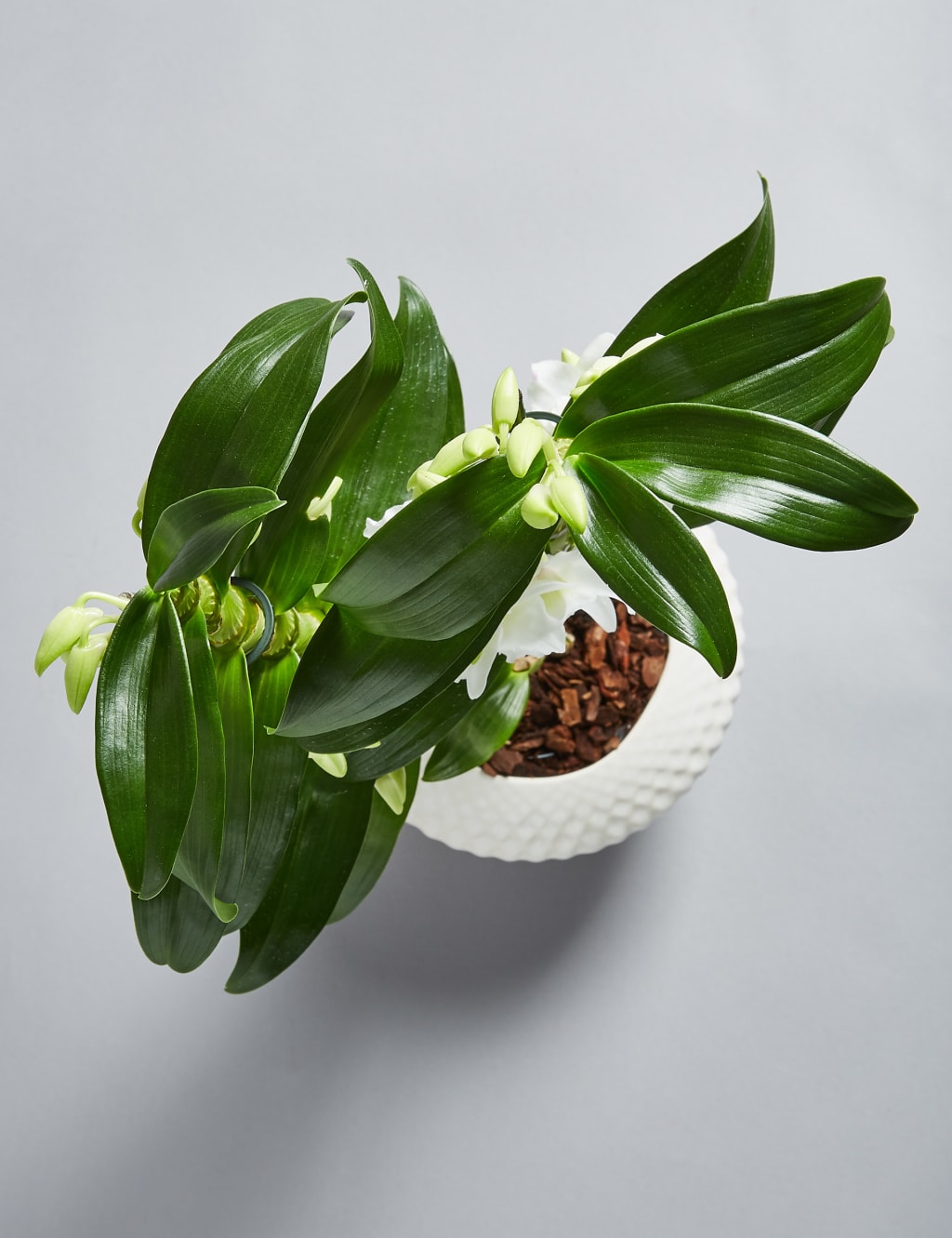 Dendrobium Orchid House Plant 5 of 7