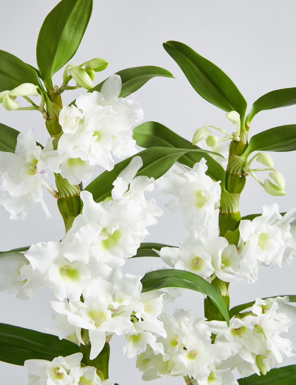 Dendrobium Orchid House Plant 6 of 7