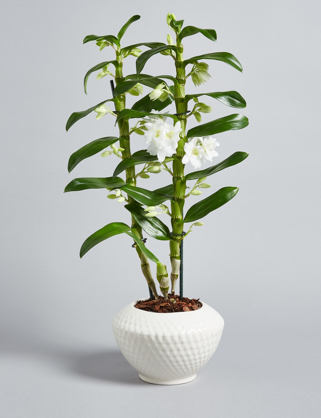 Dendrobium Orchid House Plant 7 of 7