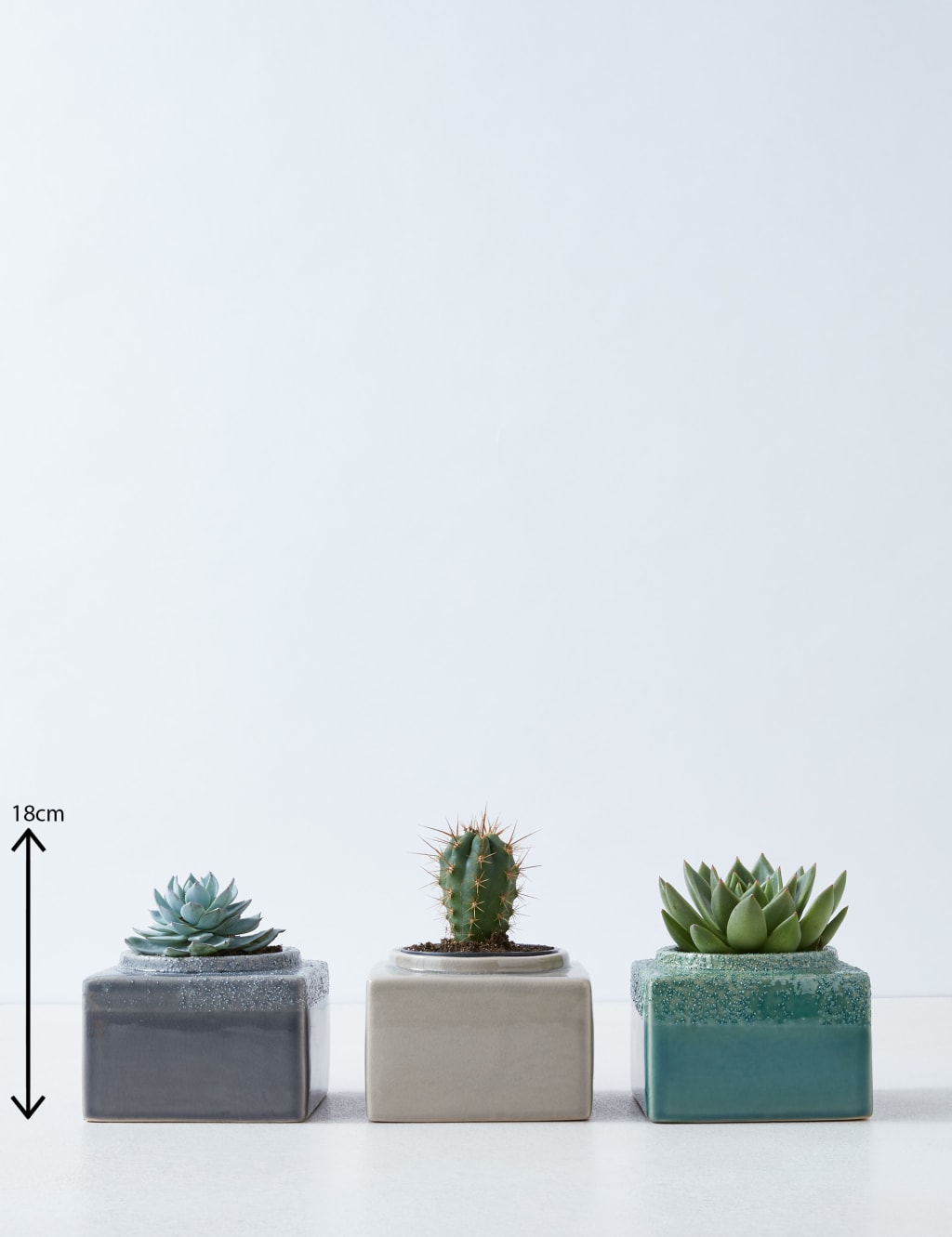Cacti & Succulent Trio 3 of 4