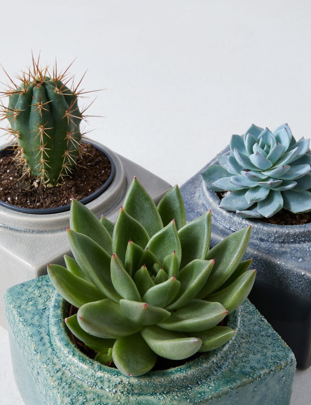 Cacti & Succulent Trio 4 of 4