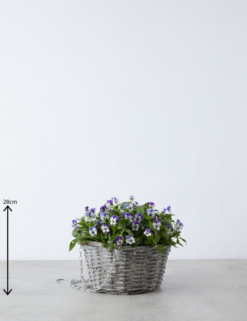 Pansy Hanging Basket 3 of 4