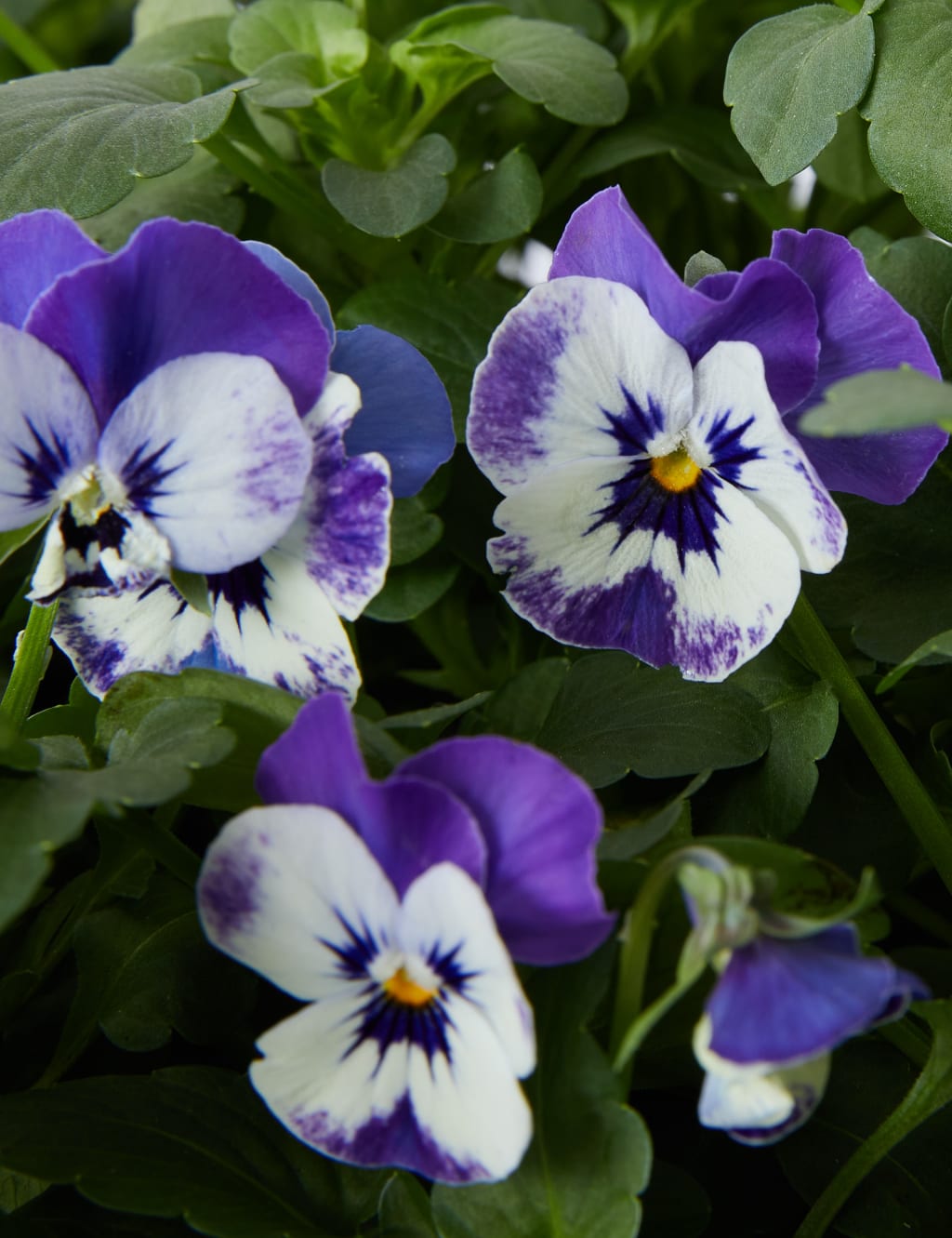 Pansy Hanging Basket 4 of 4