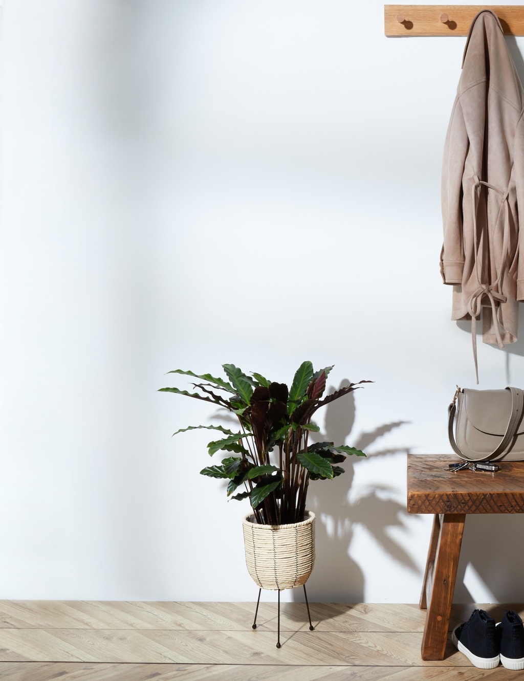 Calathea on Stand 1 of 4