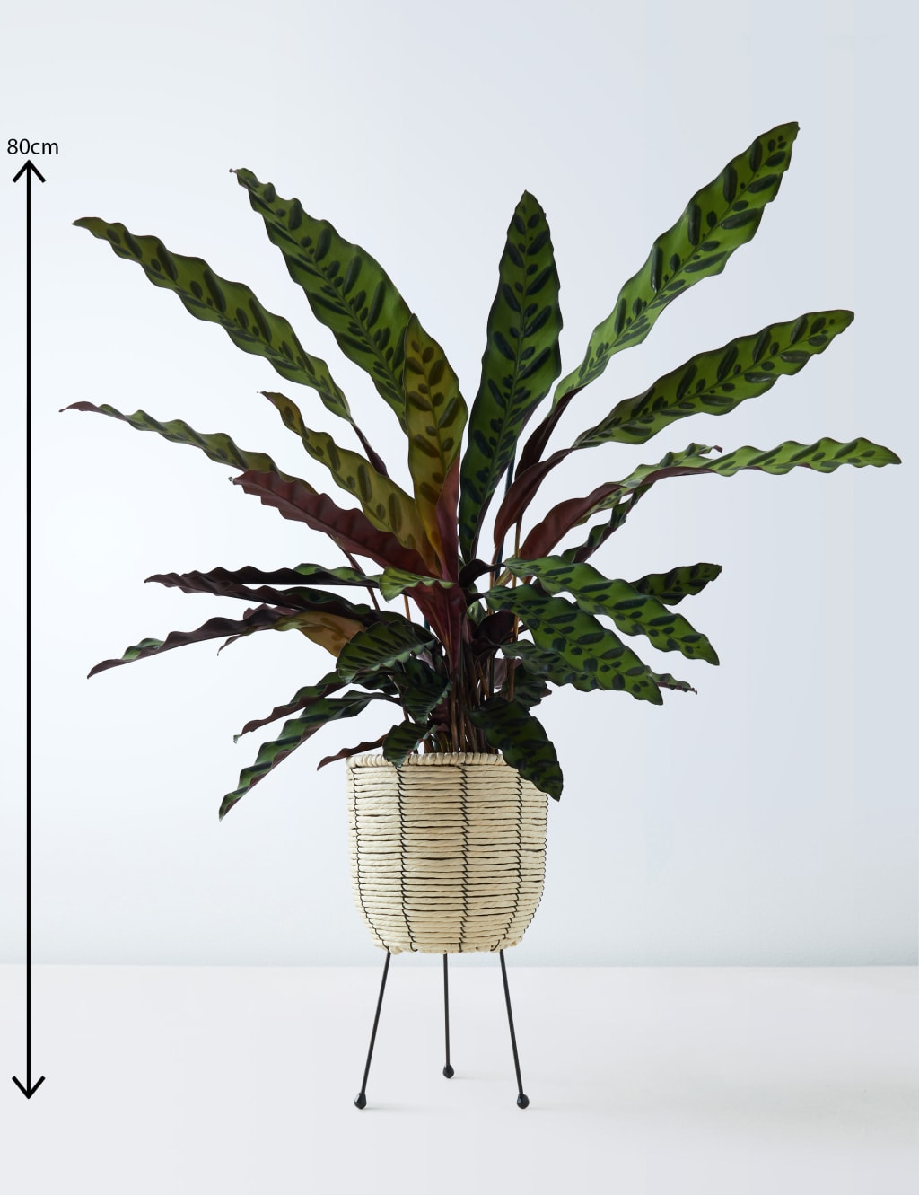 Calathea on Stand 3 of 4