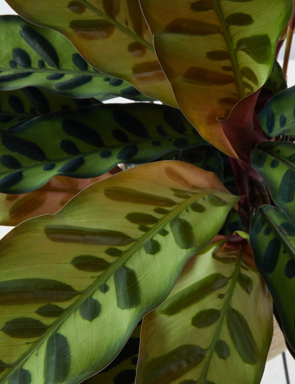 Calathea on Stand 4 of 4