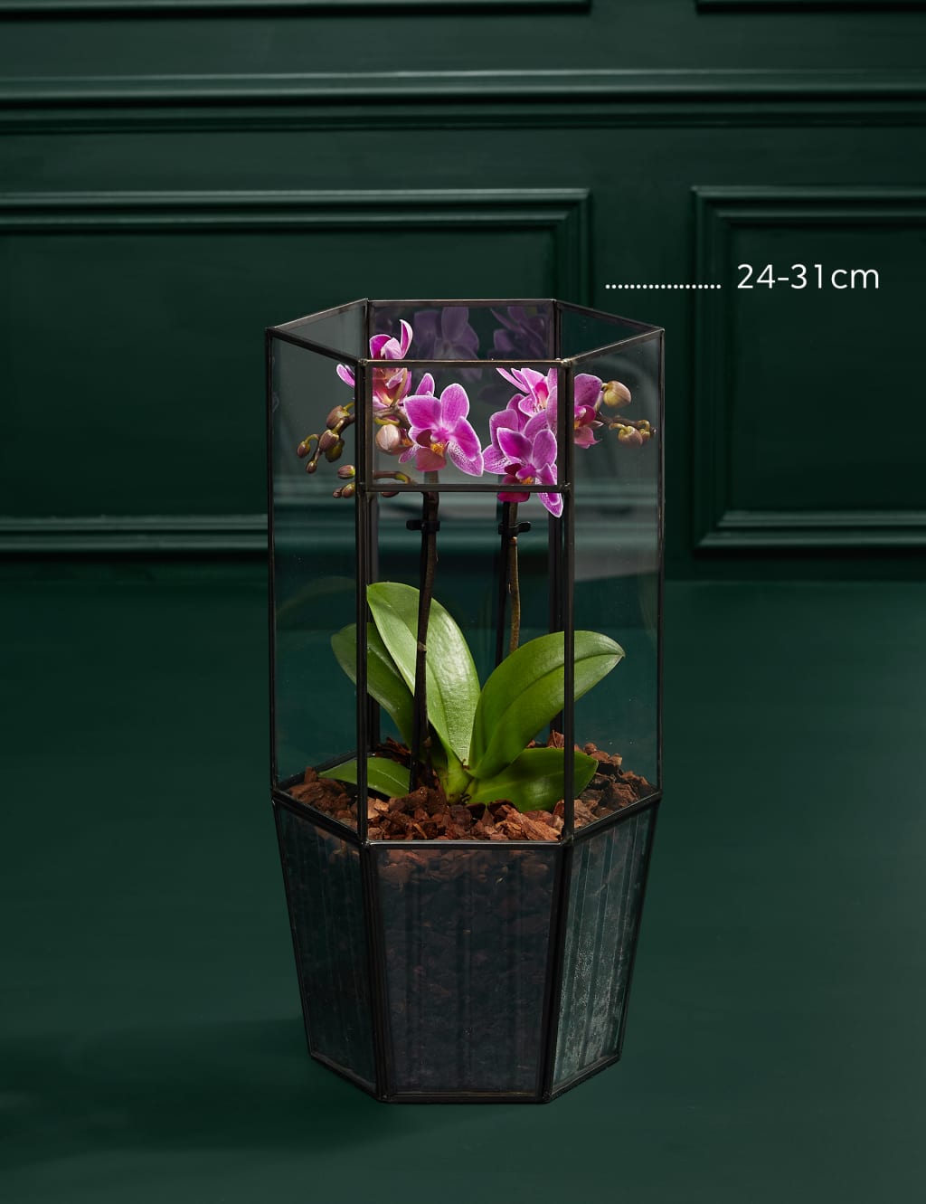 Phaelanopsis Purple Orchid in Glass Terrarium 3 of 3
