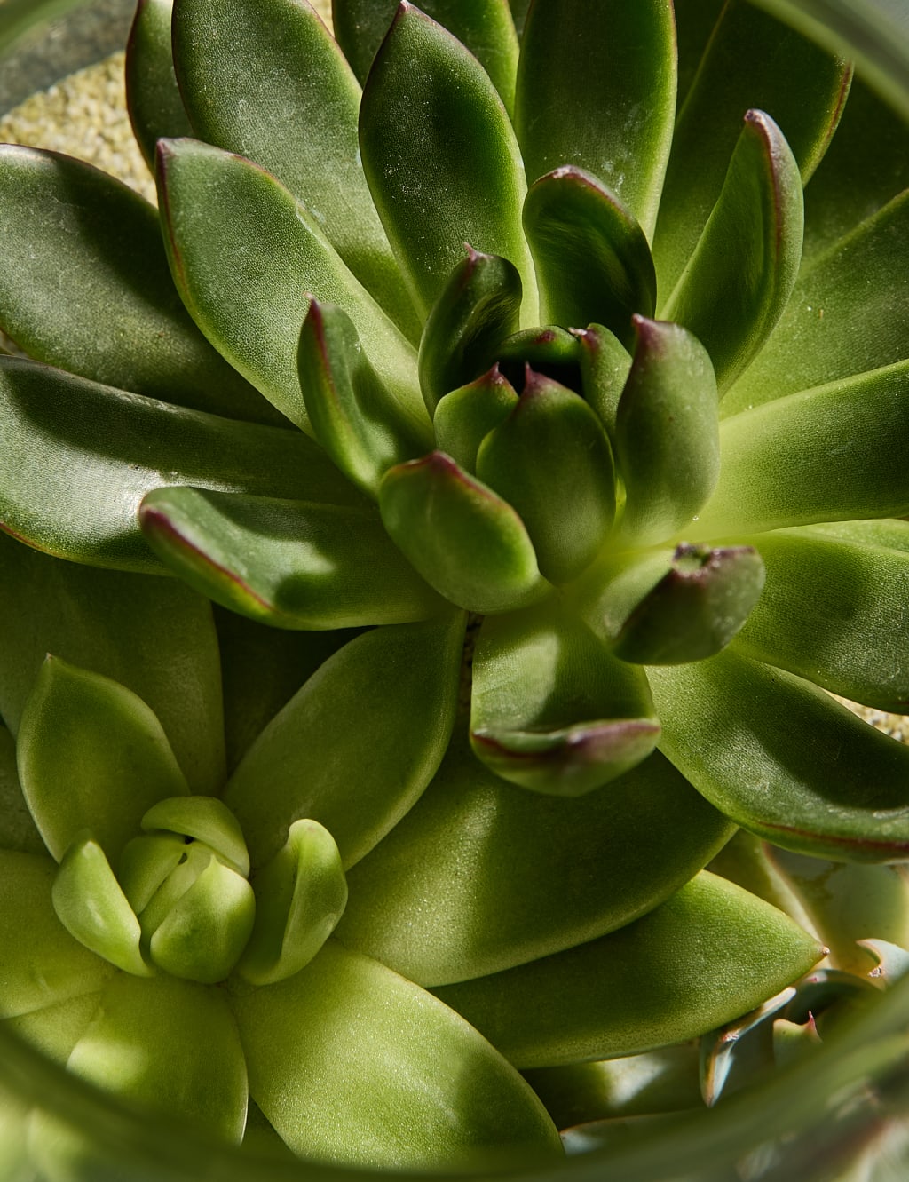 Succulent Bottle Garden Kit 2 of 3