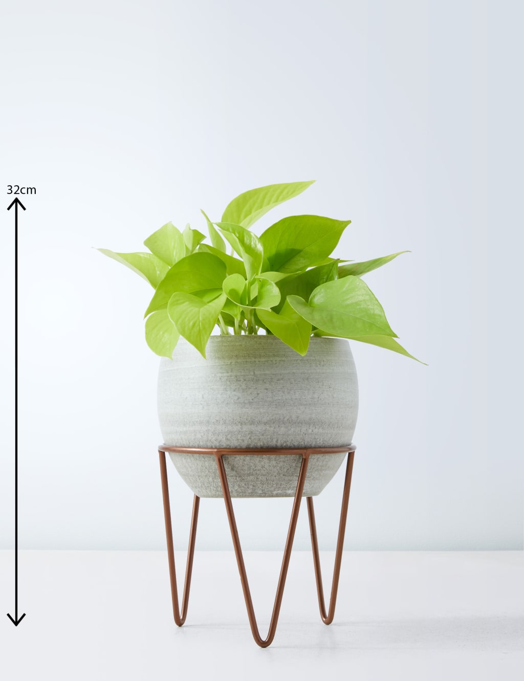 Pothos on Stand 3 of 4