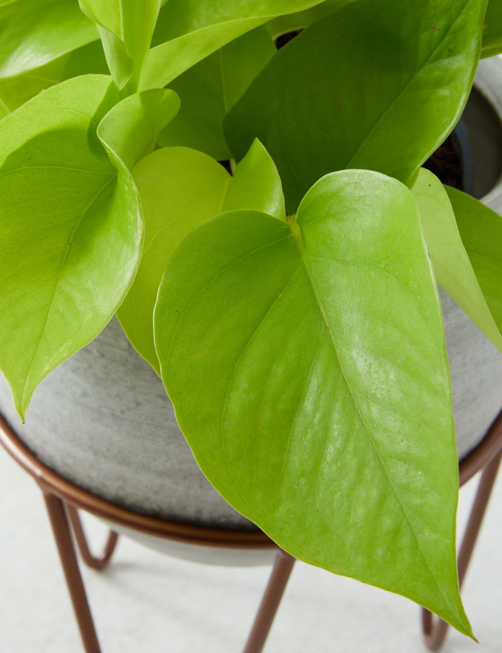 Pothos on Stand 4 of 4