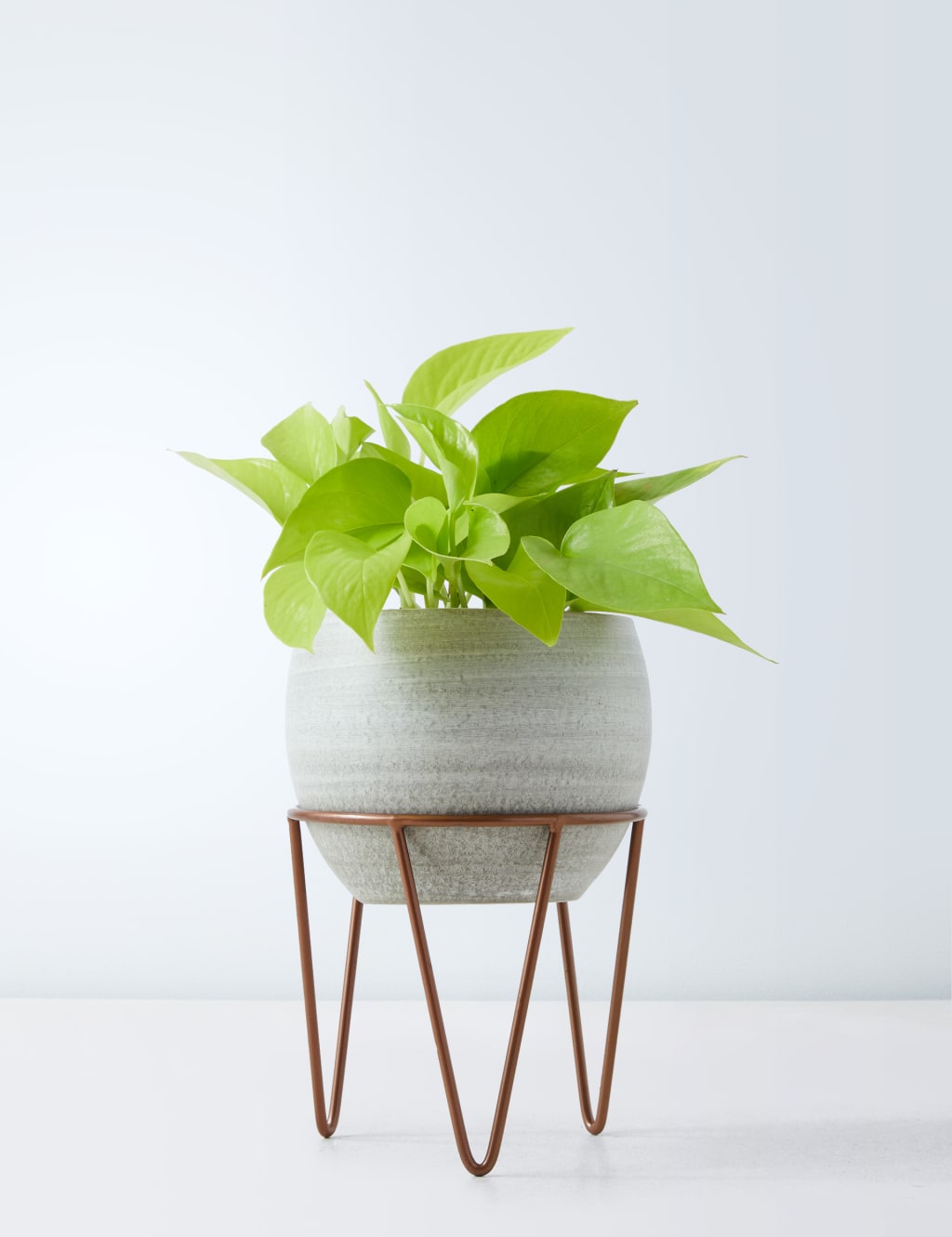 Pothos on Stand 2 of 4