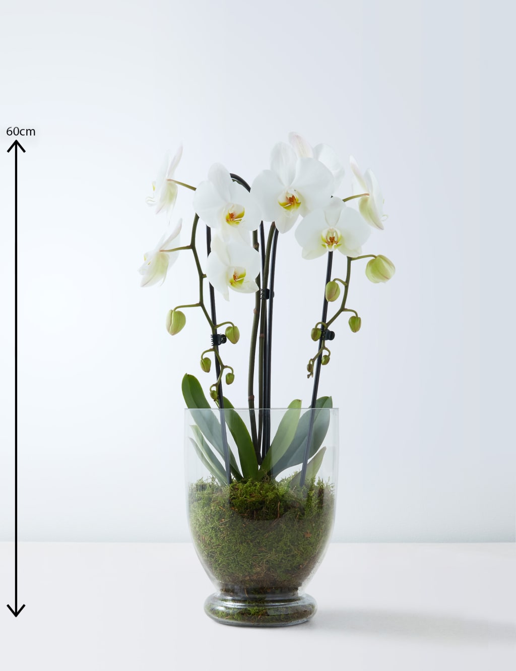 Luxury Orchid Glass 3 of 4
