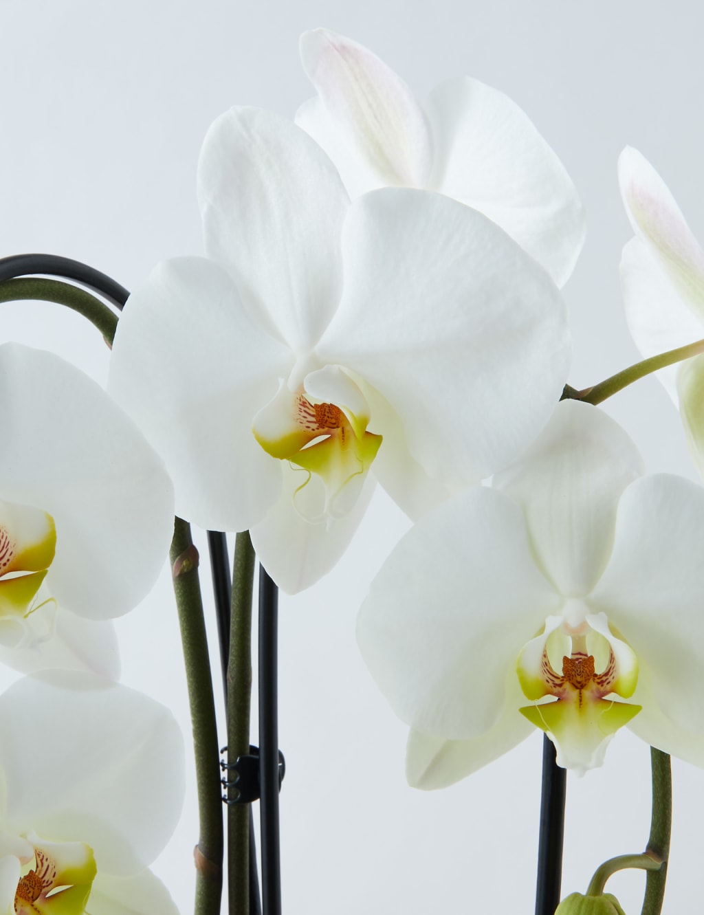 Luxury Orchid Glass 4 of 4