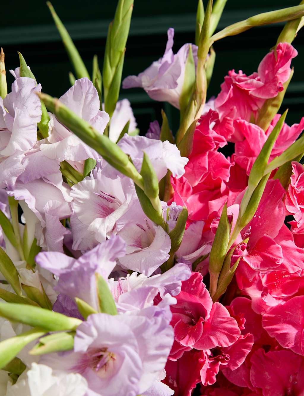 British Gladioli Abundance Bouquet 3 of 6