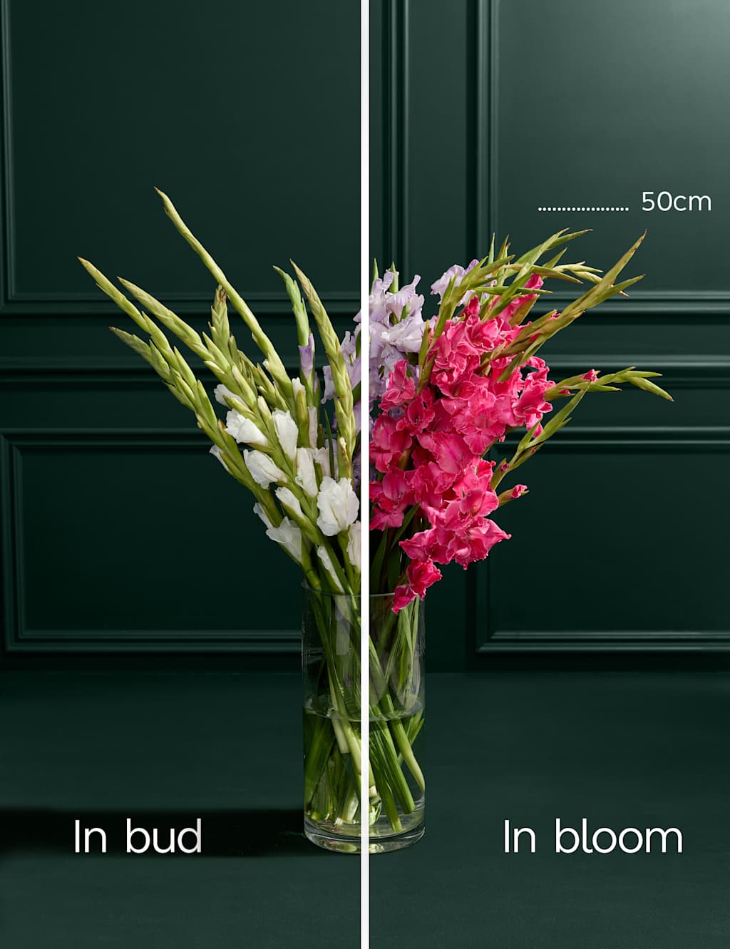 British Gladioli Abundance Bouquet 4 of 6