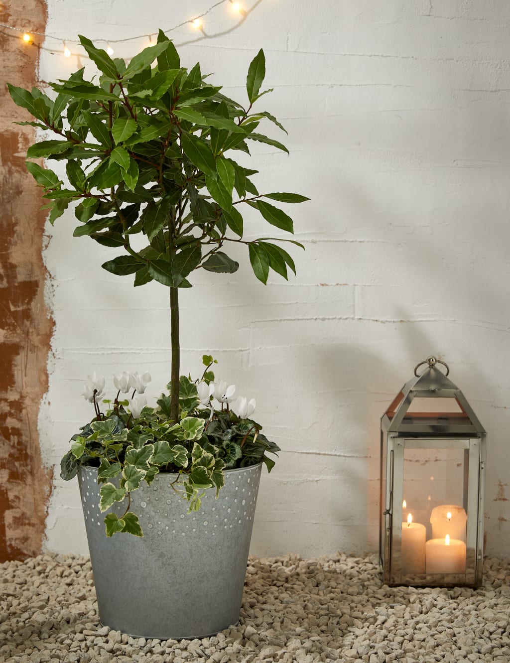 Luxury Bay Tree Planter With Cyclamen 1 of 4