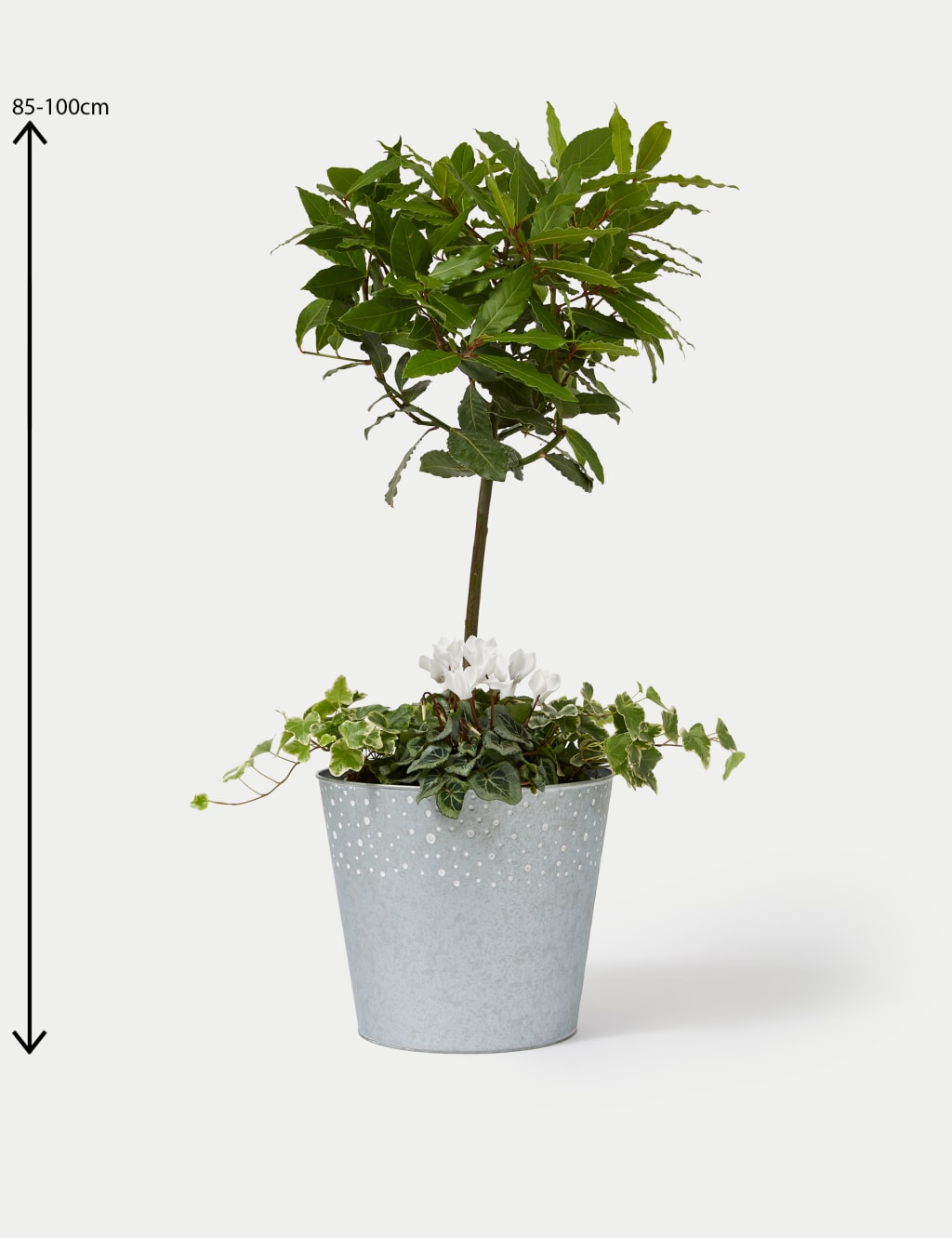 Luxury Bay Tree Planter With Cyclamen 4 of 4