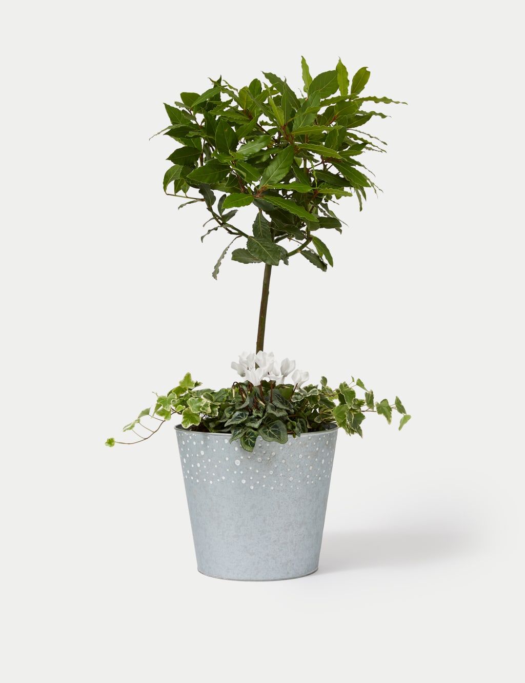 Luxury Bay Tree Planter With Cyclamen 2 of 4