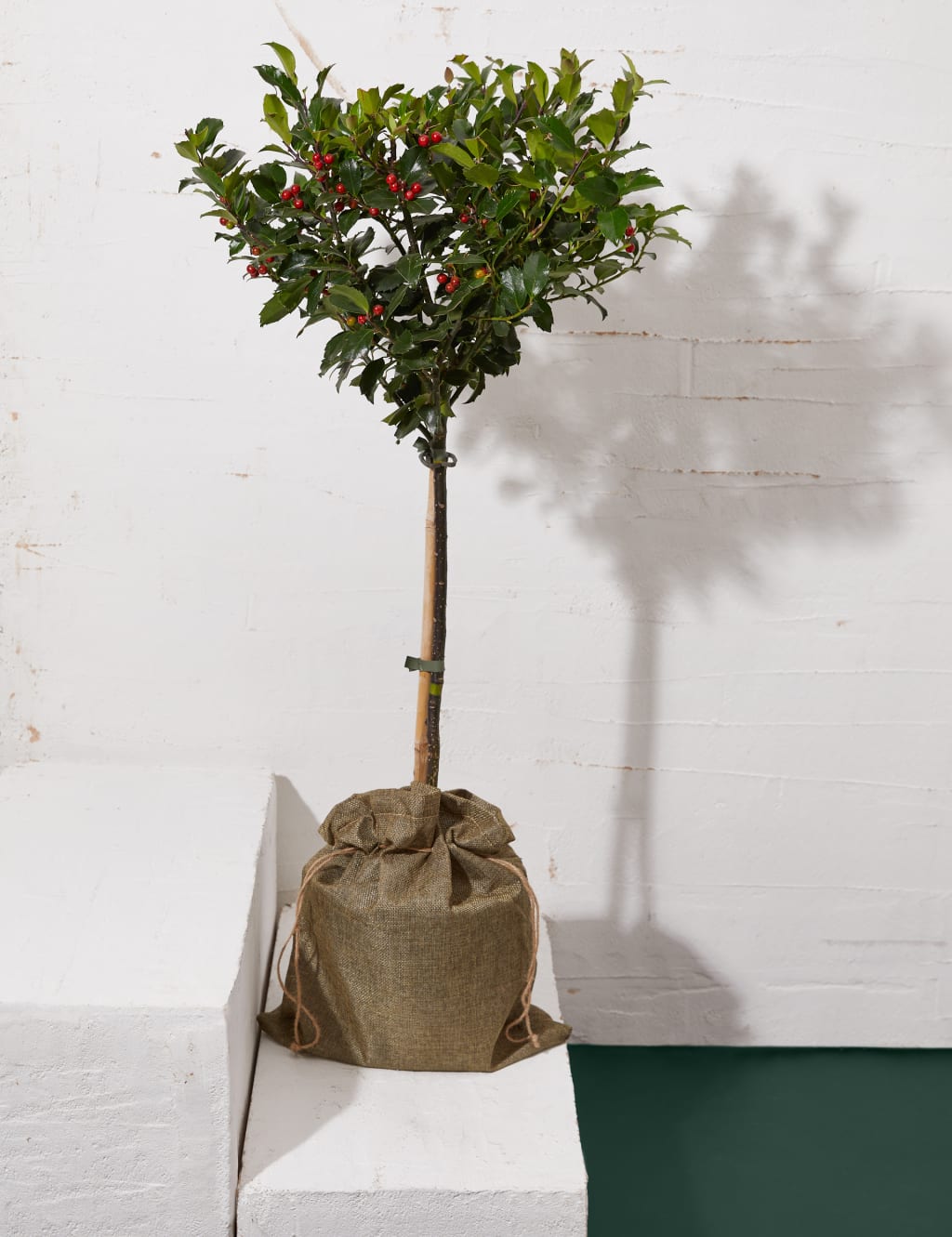 Holly Tree 1 of 3