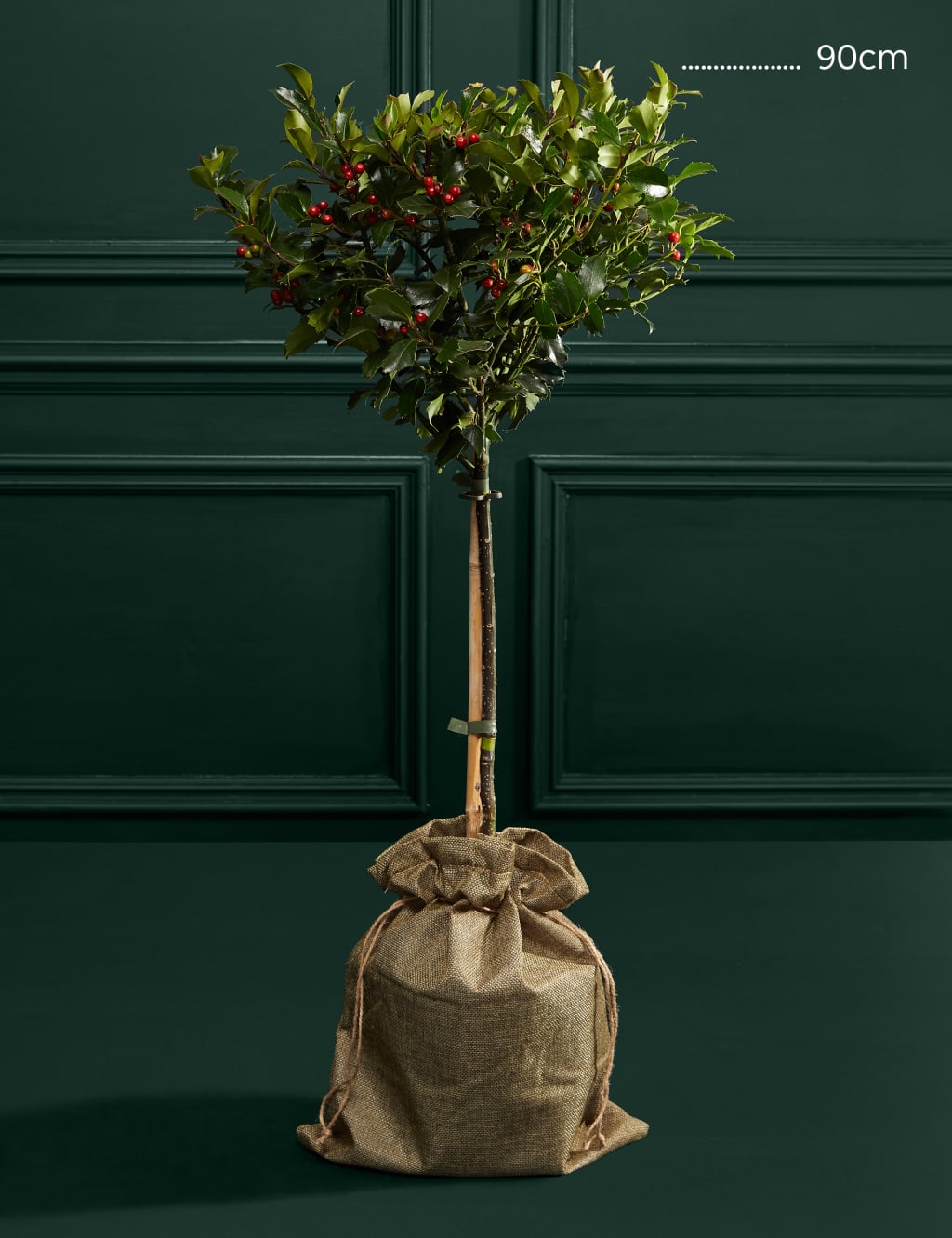 Holly Tree 3 of 3