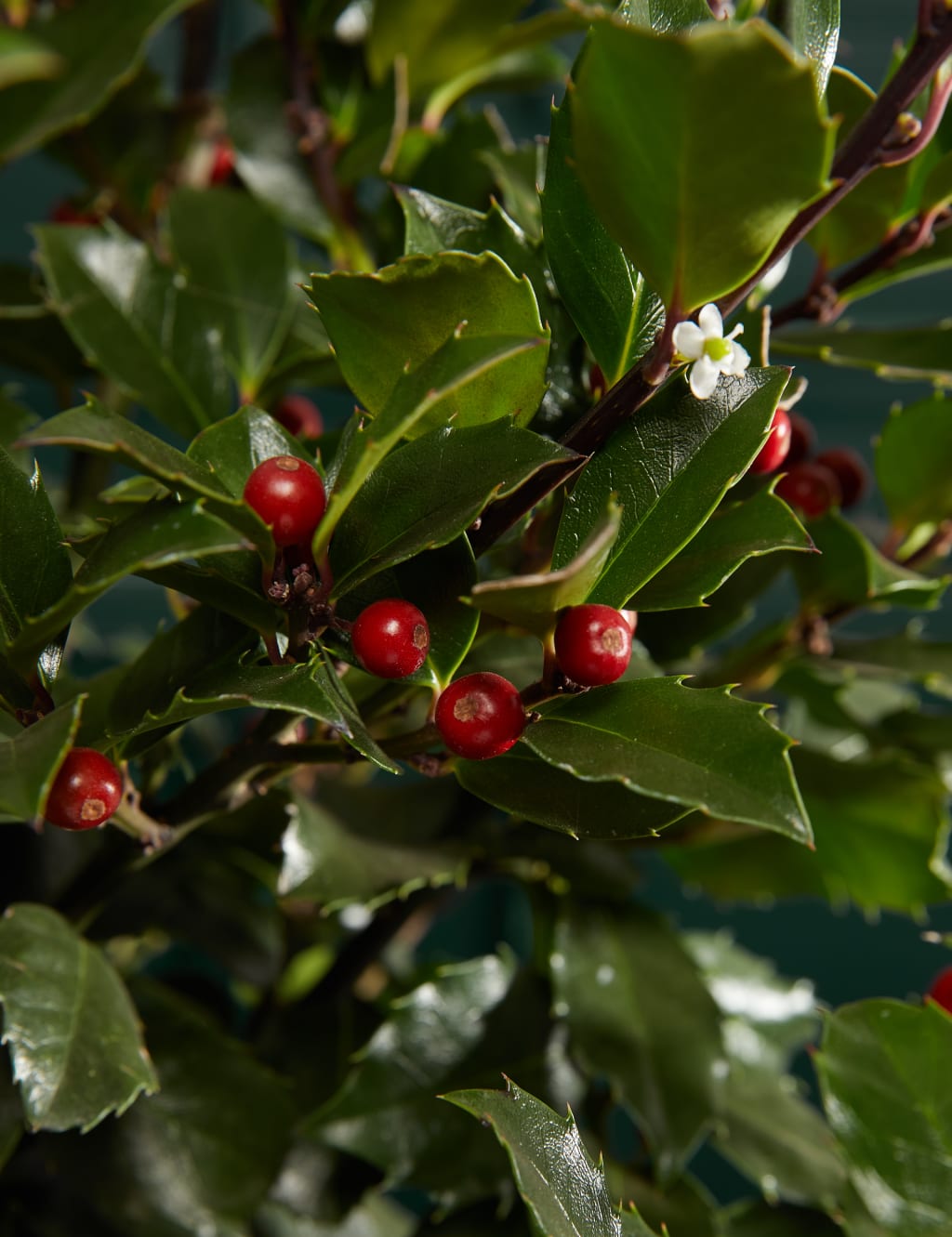 Holly Tree 2 of 3