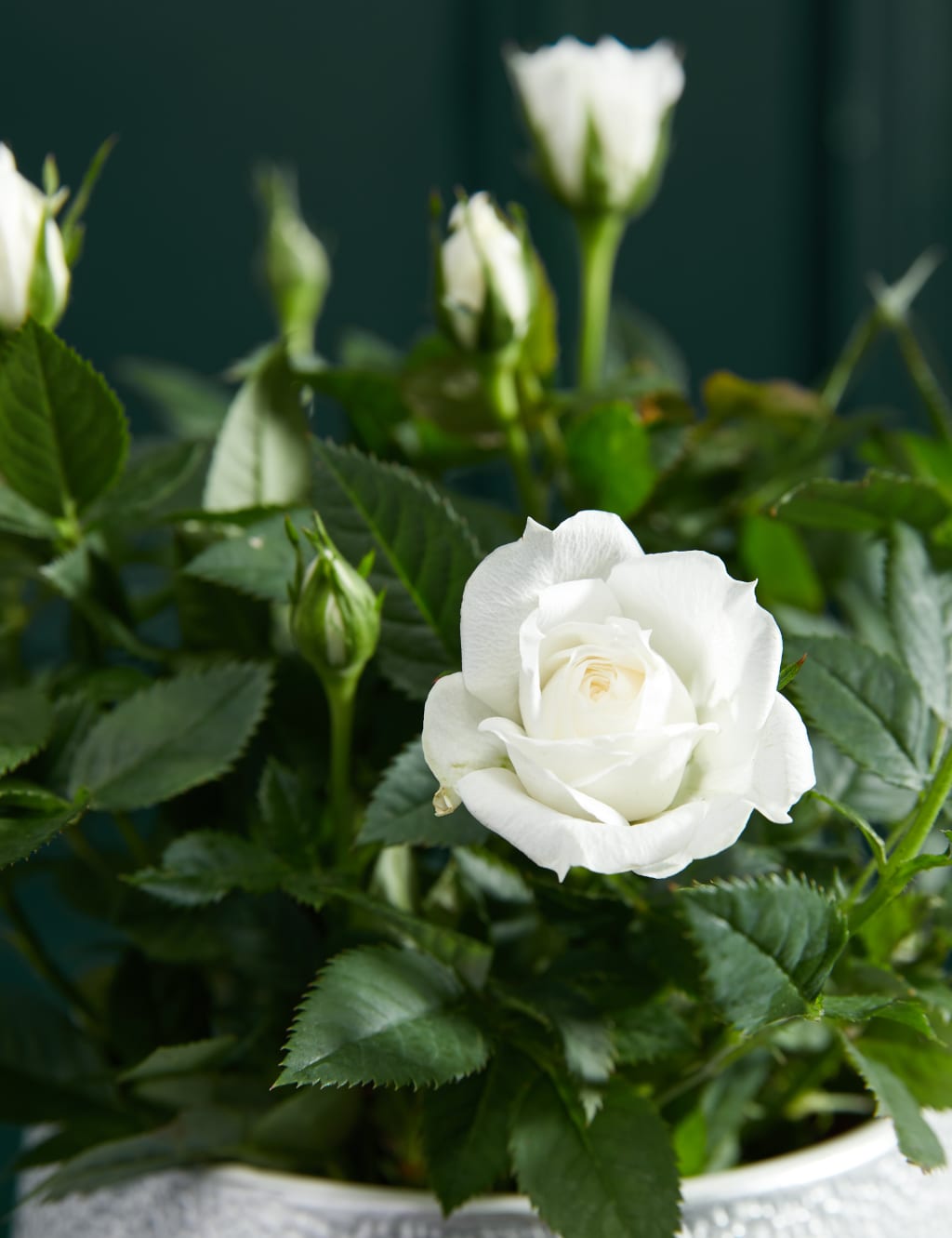 White Rose Ceramic 2 of 3