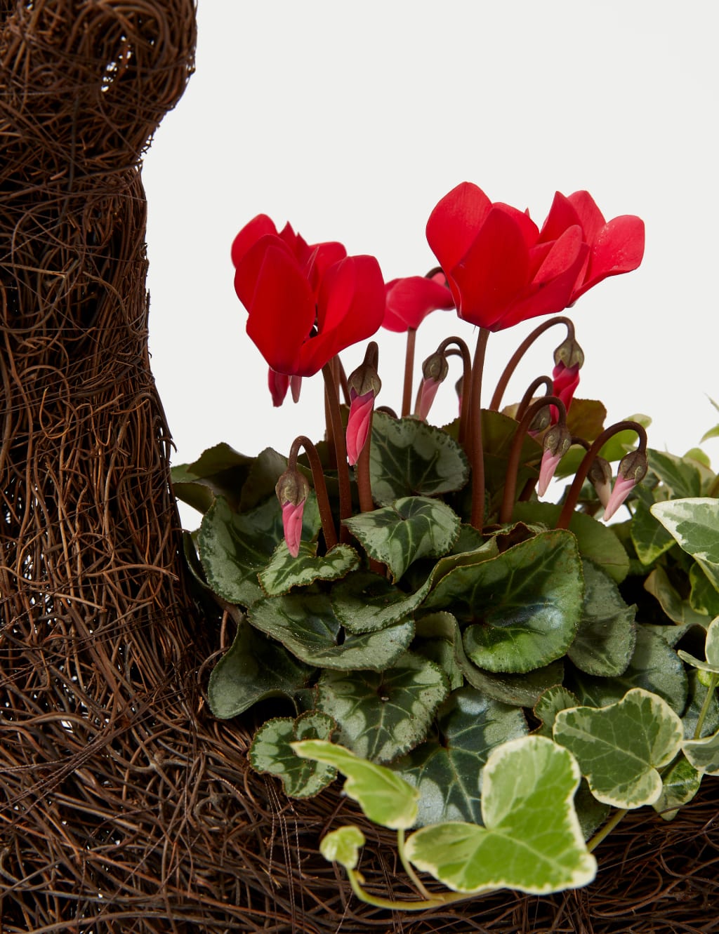 Outdoor Reindeer Red Cyclamen Planter 4 of 4
