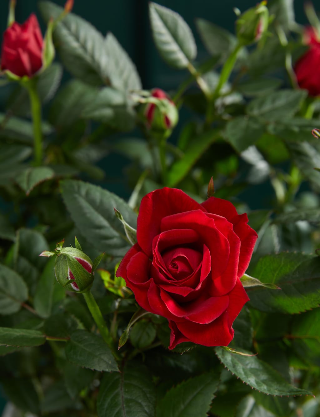 Red Rose Ceramic 2 of 3