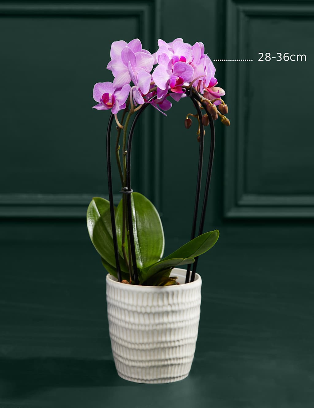 Purple Miniature Phalaenopsis Cascade Orchid in Ceramic Pot 3 of 5