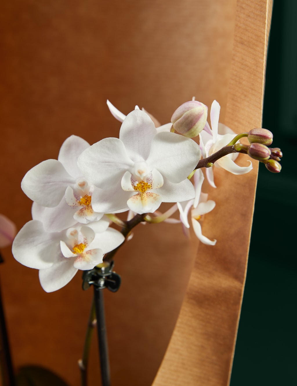 Two White Phalaenopsis Orchids 2 of 3
