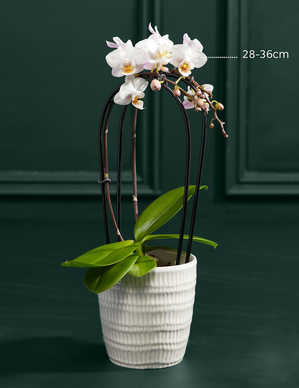 White Miniature Phalaenopsis Cascade Orchid in Ceramic Pot 3 of 5