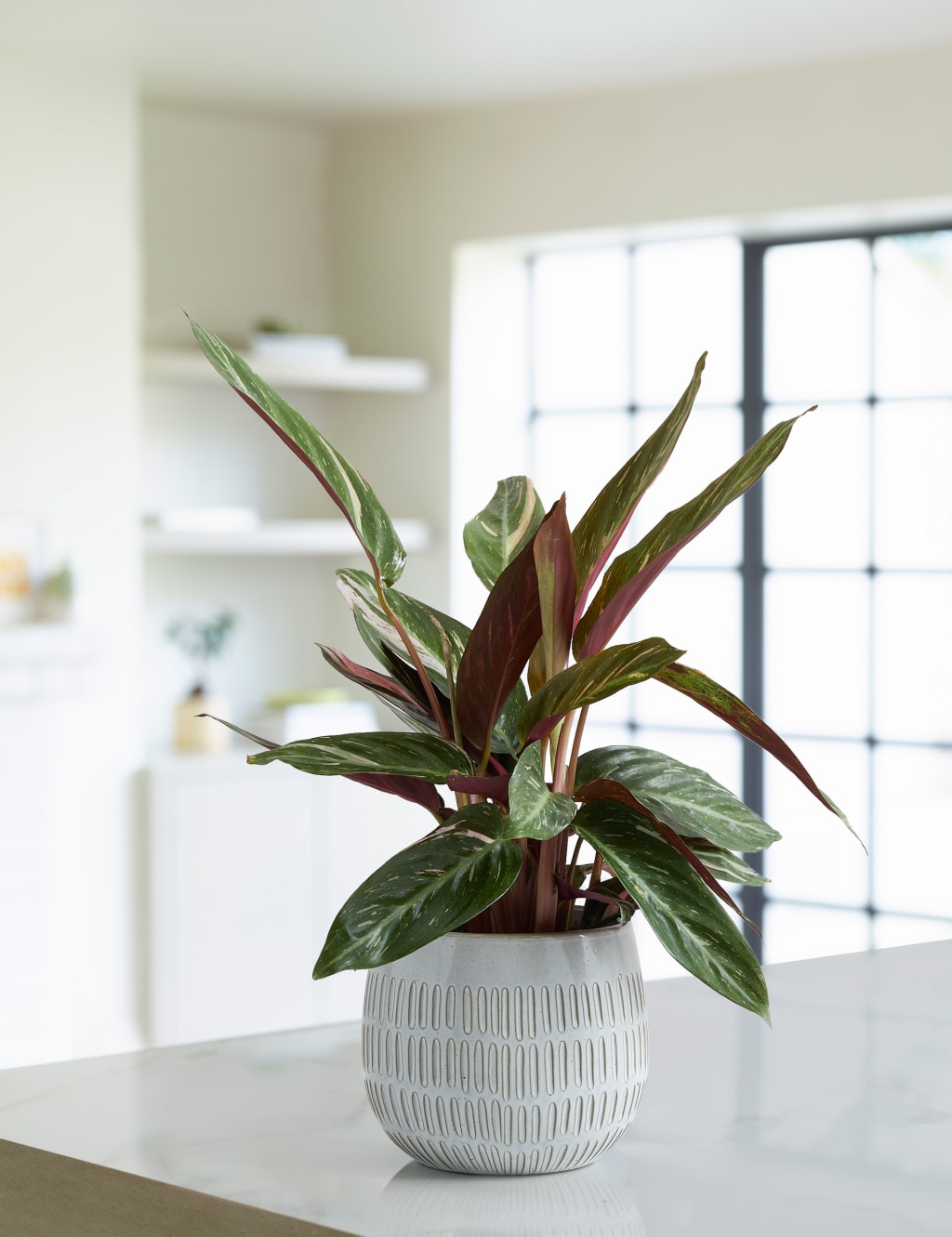Calathea Ceramic - Magicstar 1 of 4