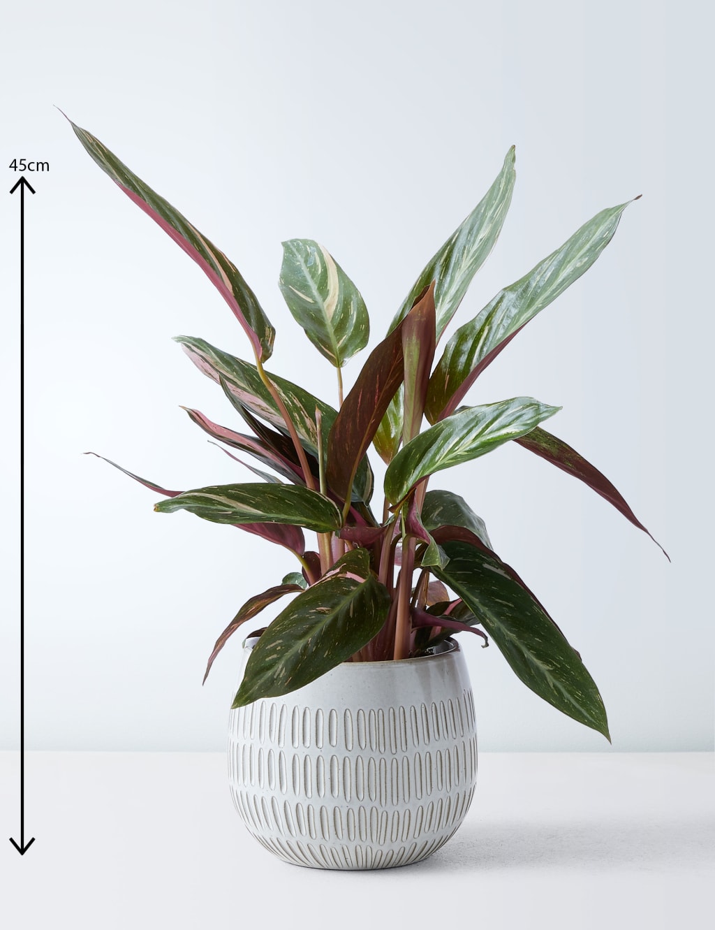 Calathea Ceramic - Magicstar 3 of 4